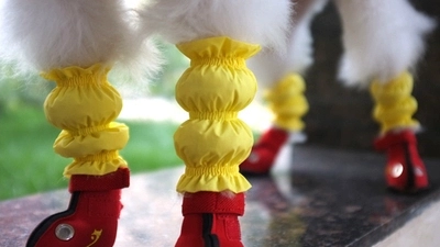 Семейство Бао Семейство Unpet Dog, дождь, водонепроницаемый, снежный, анти -пышные ноги, дождь, снег, снег, снег, длинные ноги, собаки, ходящие собаки, собаки