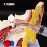 Ухо ухо, стиральное уши, ушной канал, ушной канал, ушной канал, ухо, ухо, ухо, ухо, ухо, ухо, ухо, ухо, ухо, ухо, ухо, ухо, ухо, ухо, ухо, ухо, ухо, ухо, ухо, ухо, ухо, ухо, ухо, ухо, ухо, ухо, ухо, Ухо, ухо, ухо, ухо, ухо, ухо, ухо, ухо, ухо, ухо, ухо, ухо, ухо, ухо, ухо, ухо, ухо , ухо, ухо, ухо, ухо, ухо, ухо, ухо, ухо, ухо, ухо, ухо, ухо, ухо, ухо, ухо, ухо, ухо, ухо, ухо, ухо, ухо, ухо, ухо, ухо, ухо,