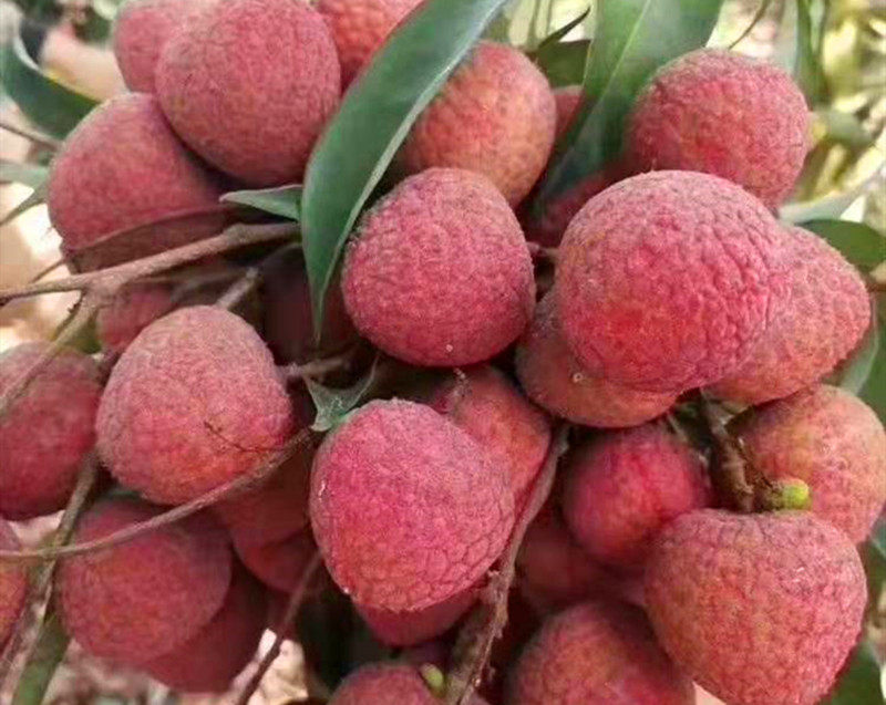 黑叶淮枝荔枝,无添加剂营养丰富