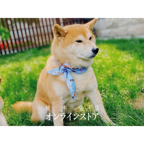 Хепберн Магазин Бесконечный летний охлаждение домашних животных с ледяным шарфом на открытом воздухе.