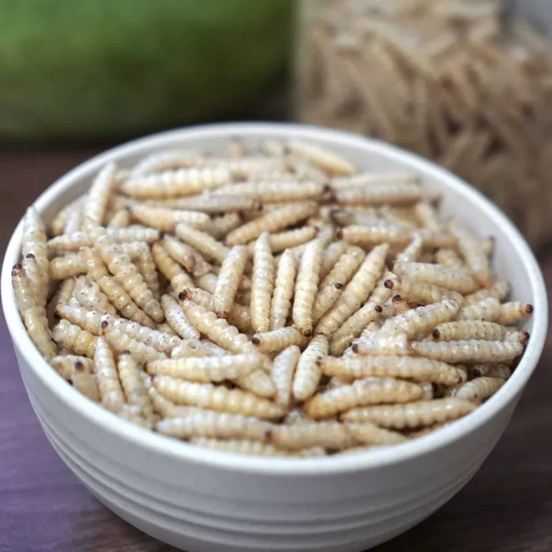 虹蜡 Corn honeygline dry bales large wax larvae high protein live body climbing pet poultry nutrition feed delicious