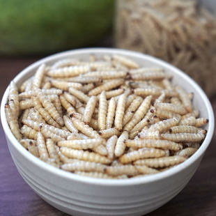 虹蜡 Corn honeygline dry bales large wax larvae high protein live body climbing pet poultry nutrition feed delicious