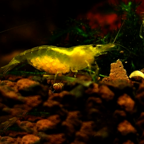 Золотая рисовая креветка Золотая спина велосипед