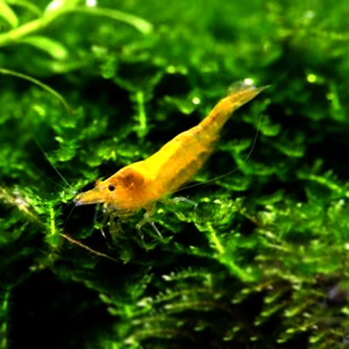 Золотая рисовая креветка Золотая спина велосипед