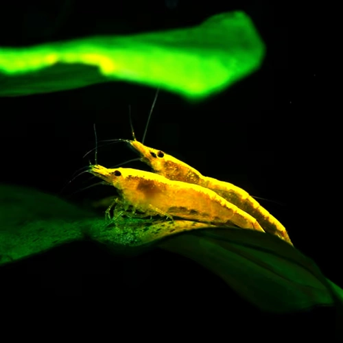 Золотая рисовая креветка Золотая спина велосипед