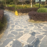 Натуральные голубы