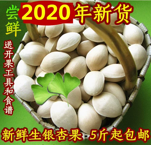 2020 Bai Guo Fresh Special Ginkgo Ginkgo Ginkgo Fruit 5 Бесплатная доставка+инструменты+рецепты Tancheng Silver