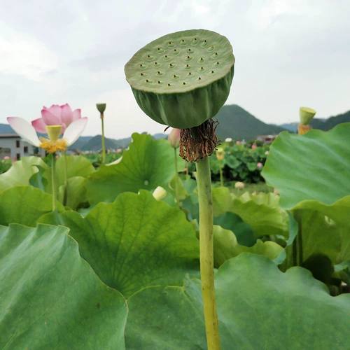 Семена лотоса сухие товары Hunan Specialty Scleading Peeling Fresh Lotus Seed 100G можно сопоставить с комбинацией лили Tremella не -500G