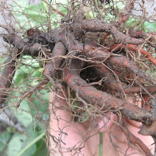 Юньнань Зиран Китайский лекарственные материалы Даншан Прицевой 500G Сальвиаз чай натуральный песок пески без порошка.