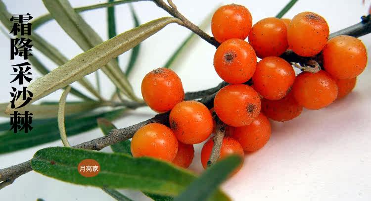 新疆沙棘果干果 中药沙棘子打沙棘粉冲汁茶富含沙棘果油籽油 500g
