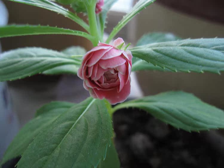 茶花鳳仙種子 陽臺 種植 盆栽 蔬菜 花卉種子