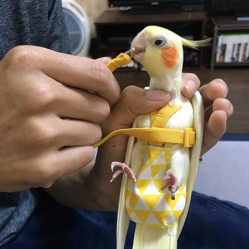 Птичья летающая веревка Тустороннее веревка Положите летающую веревку, соединяющую летающую одежду из птицы, наружная птица птичьего веревки, моча не влажная