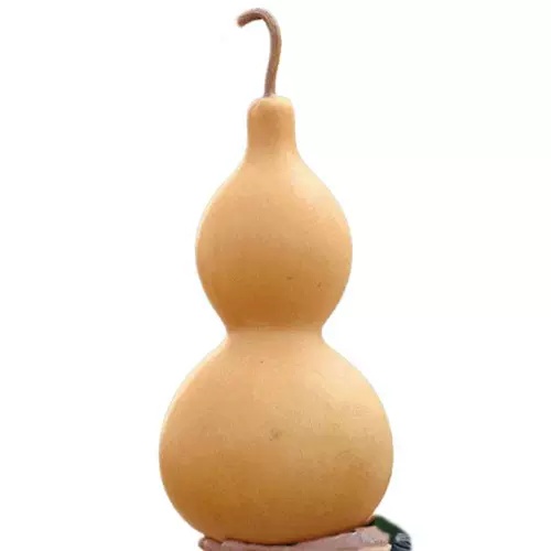 Гигантские негабаритные семена тыквы