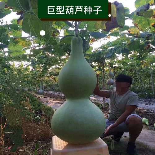 Гигантские негабаритные семена тыквы