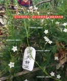 Yuye 羽 Семена, виноградные цветы, позы, семена подсолнечника, четыре сезона, крытые и открытые виноградные лозы, пять семян цветов.