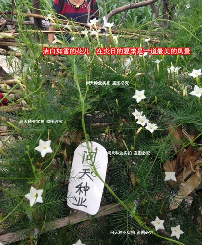 Yuye 羽 Семена, виноградные цветы, позы, семена подсолнечника, четыре сезона, крытые и открытые виноградные лозы, пять семян цветов.