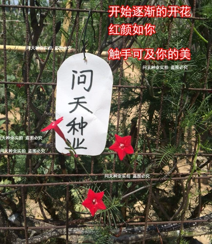 Yuye 羽 Семена, виноградные цветы, позы, семена подсолнечника, четыре сезона, крытые и открытые виноградные лозы, пять семян цветов.