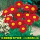 Капсулы сафлора 2200