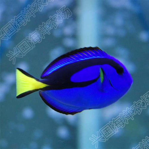 Blue Hang Dolly Sea Waterfish Live Condor Food Food Counts Express Shipping Clown Fish Friend Nimo's Friends