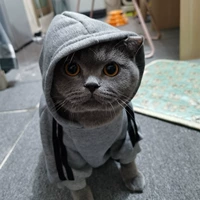 Собачья костяная головная дыра и зима плюс бархатный серый