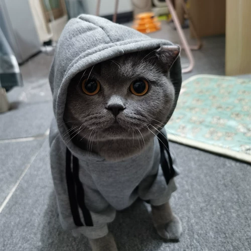 Короткий кошачий кошка кошка кошка одета в голубой кот белый черный английский короткий кошачий хлопковой свитер плюшевая собака осень и зимнее платье