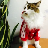 Кошачья одежда для собак, британская короткая кошачья одежда, кошка складывающая ухо апельсиновая одежда для домашних животных короткие волосы кошка осень и зимняя одежда