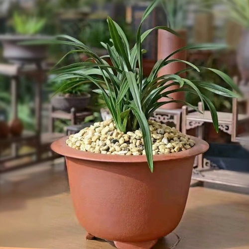 Хонгьюанский цветок фиолетовый песчаный горшок Dalfen Golden Bell Basin Basin Бесплатная доставка Новый китайский мягкий бассейн