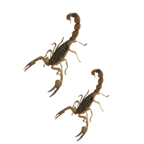 Yimeng Full Scorpion Scorpion Live Scorpion Edible Император Scorpion Live Body