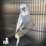 Чистый натуральный дикий перец деревянные братья, старший брат, попугай для бровей, птица стоит, стоит на шесте палочке, палочка, палочка с барной палочкой