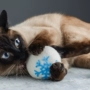 Pet đồ chơi chó mèo mèo đồ chơi bóng không kích thích đồ chơi bóng len 7cm đồ chơi cho thú cưng