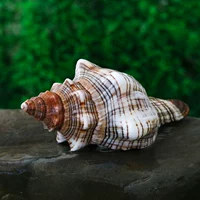 Red Rotor Snail [9-11 см]