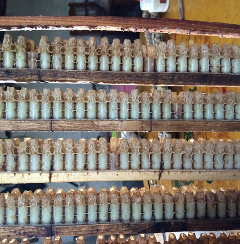 В 2021 году первая сельская пульпа, созданная королевской желе -пчелой, является чистой