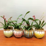 Wenxinlan красная божья божьи божьи коровки Yanglan.