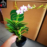 Four Seasons Long Flower [Япония Pour Dendrobium dendrobium] импортная дендробиум орхидея 3.5 -дюймовый цветочный меч
