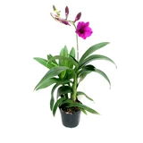 Four Seasons Long Flower [Япония Pour Dendrobium dendrobium] импортная дендробиум орхидея 3.5 -дюймовый цветочный меч