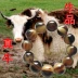Tây Tạng tự nhiên sừng yak vòng tay wenwan hạt máu sừng vòng đeo tay nam Donkey Kong Bodhi phụ kiện vòng tay bạc nữ Vòng đeo tay Clasp
