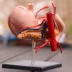 4D Thạc sĩ cơ quan con người Cấu trúc dạ dày Anatomy Group Lắp ráp mô hình tĩnh Bệnh viện Thiết bị giảng dạy sinh viên em bé búp bê Chế độ tĩnh