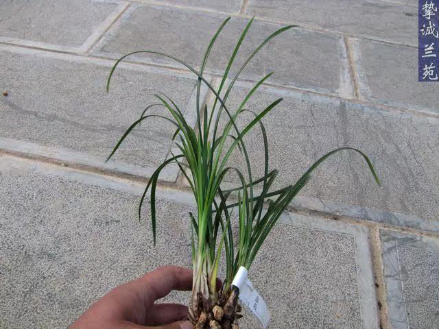 清秀-正宗维西太白素6壮苗2半成苗2芽1花苞-t11-6