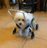 Собачья инвалидная коляска 12 -лежащая для собачьей инвалидной коляской инвалидной коляски, инвалидная коляска, которая позволяет собаке снова бежать!