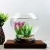 Thủy tinh làm dày bình thủy tinh hình đèn lồng cơ sở sáng tạo chậu hoa thủy tinh chậu hoa xanh p413 - Vase / Bồn hoa & Kệ Vase / Bồn hoa & Kệ