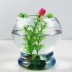 Thủy tinh làm dày bình thủy tinh hình đèn lồng cơ sở sáng tạo chậu hoa thủy tinh chậu hoa xanh p413 - Vase / Bồn hoa & Kệ