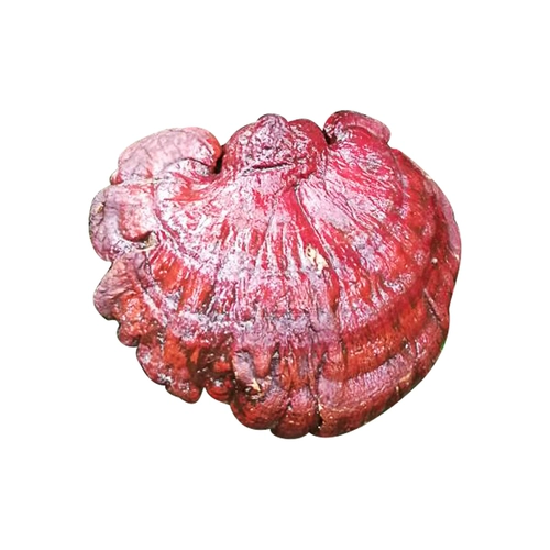 Guizhou Wild Chi Ganoderma Pure Natural Natural Franches of Blood Ganoderma lucidum 250g Подлинное красное ганодерма высушенное вино