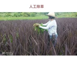 [Shanjian Lily] Zixiangmi Zi Zimi Guizhou