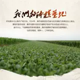 Henan Jiaozuo di Huanghuang Land Land Field Film, Yellow Fresh и Non -Procked Dihuang Medicine 500G