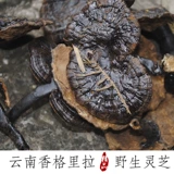 Wild Ganoderma lucidum yunnan Shangri -lauli Ganoderma Mulberry желтый плато