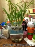 Стеклянная ваза для гидропонных растений Гидропонная ваза Pothos Стеклянный прозрачный контейнер Маленькая ваза утолщенная и увеличенная