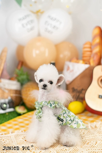 Juniorpie2021 Весна и летняя одежда для домашних животных юбка для печати вишневой печать кошки и собачье платье 21jp09s/5