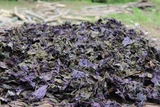 Хунан Анхуа специальные продукты чисто дикие фиолетовые сушеные пурпурные листья приправы лист сухожили 50 г.