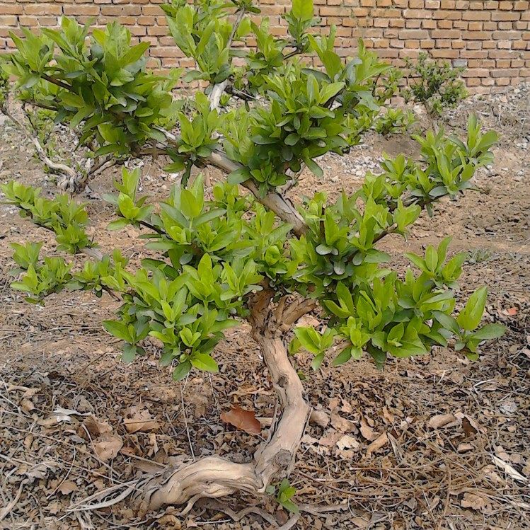 金银花盆景 金银花树桩价格 金银花盆景的栽培种植技术