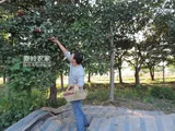 Стоудинг нонгжия самостоятельно, продуцированный боярышник, свежее, без боярышника, сухой чай Специальный боярышник сухой 250 г Боярышник